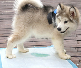 寵物隔尿墊：使用環保PE膜復合無紡布，安全無毒